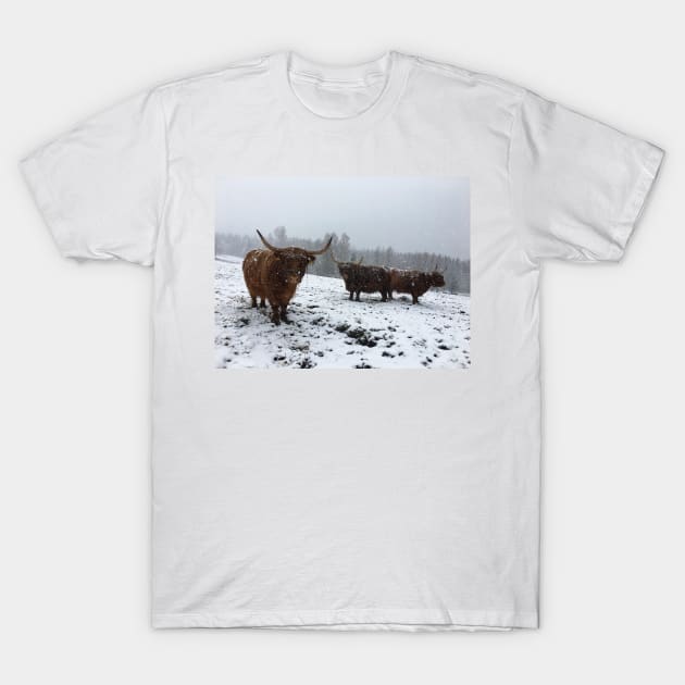 Scottish Highland Cattle Cows 2378 T-Shirt by SaarelaHighland